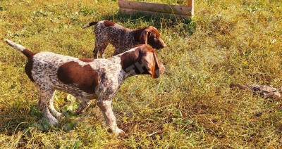 Щенки курцхаар в стойке